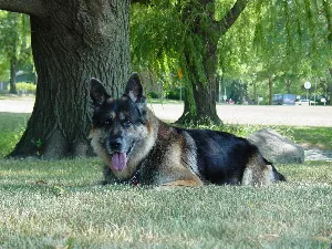 Rocky, a German Shepherd, lying in the shade of a large tree